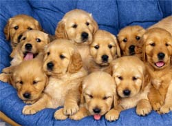 Cuccioli di cane nella cesta