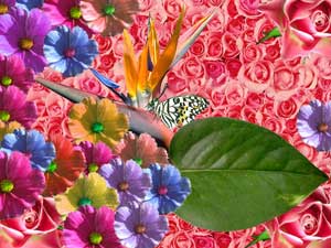 Esplosione di colori e fiori della Primavera