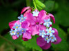 Fiori di Primavera