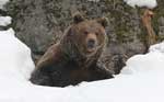 Giorno dell'Orso