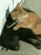 Video divertenti