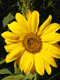 Cartoline con Fiori