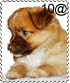 francobollo