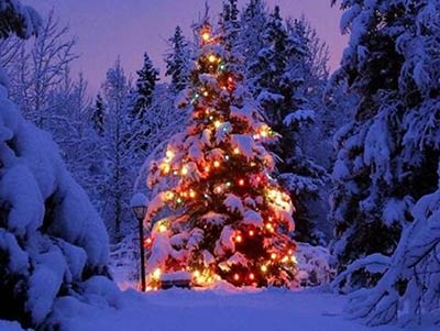 Albero di natale vero decorato all'aperto con neve sopra