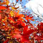 Lo spettacolo delle foglie in autunno