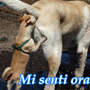 Cani divertenti