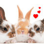 Dolcissimi coniglietti augurano Buona Pasqua