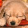 Cucciolo di Labrador addormentato