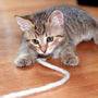 Gattino gioca con la corda