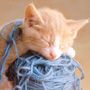 Gattino dorme su gomitolo di lana