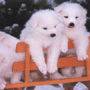 Cuccioli nella neve