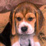 Cuccioli di Beagle