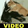 Video divertente con cani e gatti