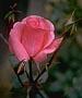 Bocciolo di rosa rosa