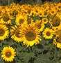 Girasoli