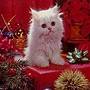 Gattino bianco tra i regali di Natale