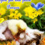 Felice Pasqua