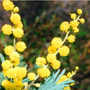 Rametto di mimose per l'8 marzo