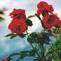 Foto di rose rosse