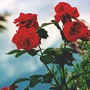 Rose Rosse