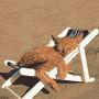 Gattino sulla sdraio in spiaggia