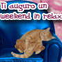 Buon weekend di riposo