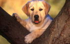 Cucciolo di Labrador