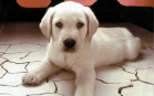 Sfondi di Cani