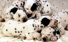 Sfondi di Cani