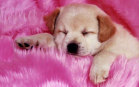Cagnolino