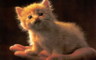 Sfondi di Gatti