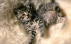 Sfondi di Gatti