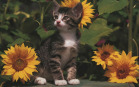 Gattino tra girasoli