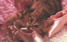 Gatto amante del balletto