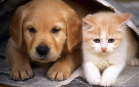 Cane e gatto amici