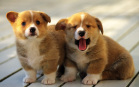 Cani sbadigliano