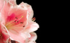 Sfondi di Fiori