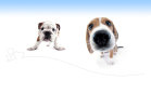 Cuccioli di Bulldog e Beagle