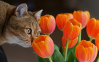 Gatto annusa i fiori