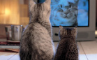 Gatti che guardano la tv