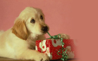 Cane scarta regalo